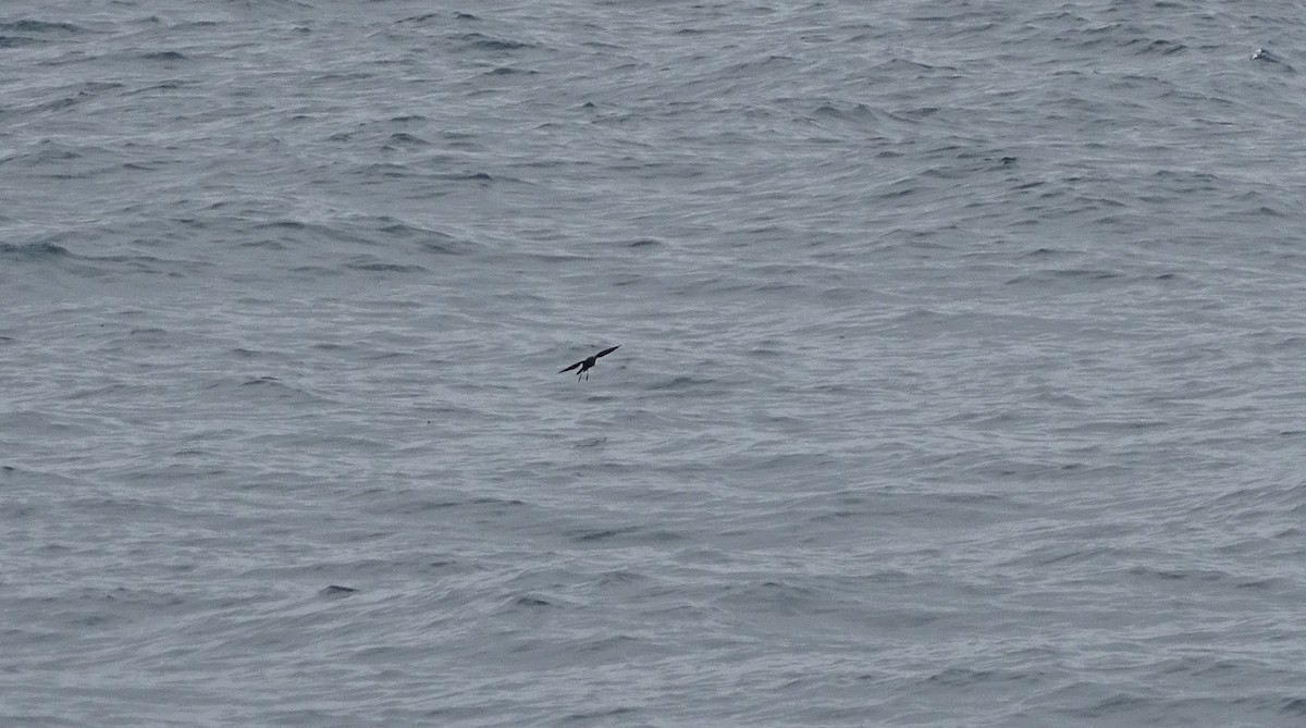 Wilson's Storm-Petrel - Amy Simmons