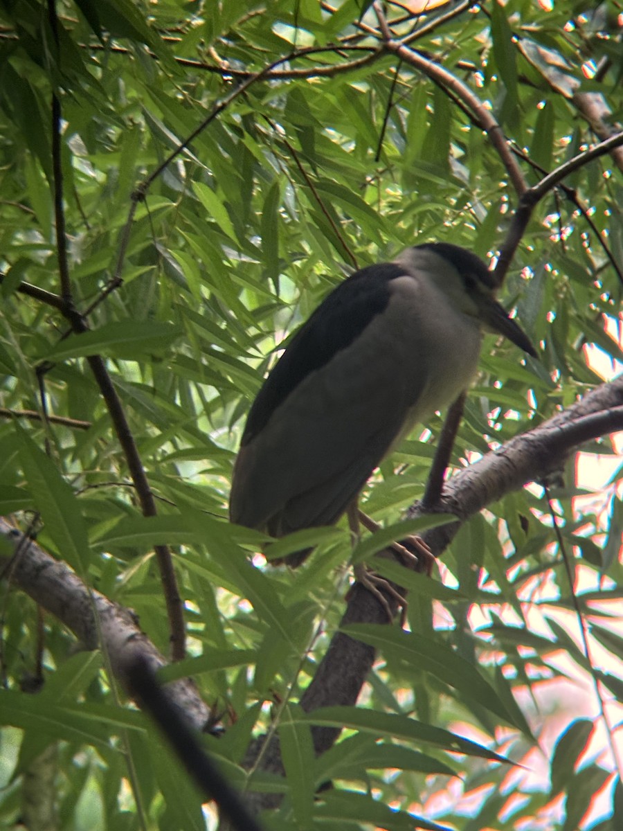 Black-crowned Night Heron - Lara Solomon