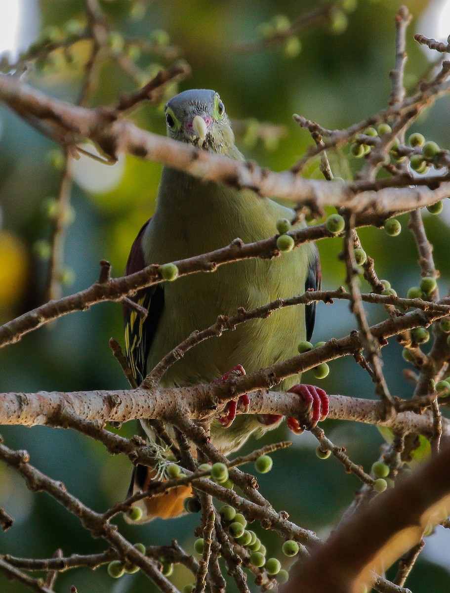 Thick-billed Green-Pigeon - ML622188034