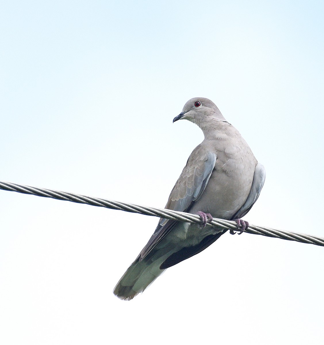 Eurasian Collared-Dove - ML622188035