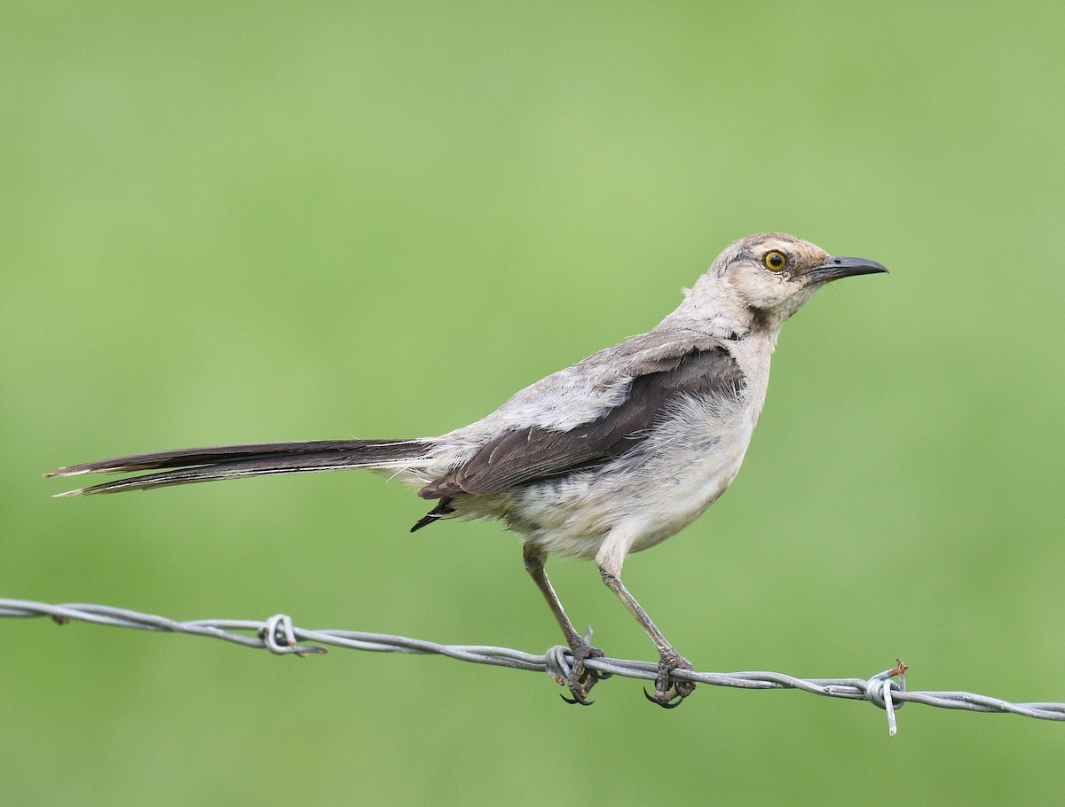 Tropenspottdrossel - ML622188045