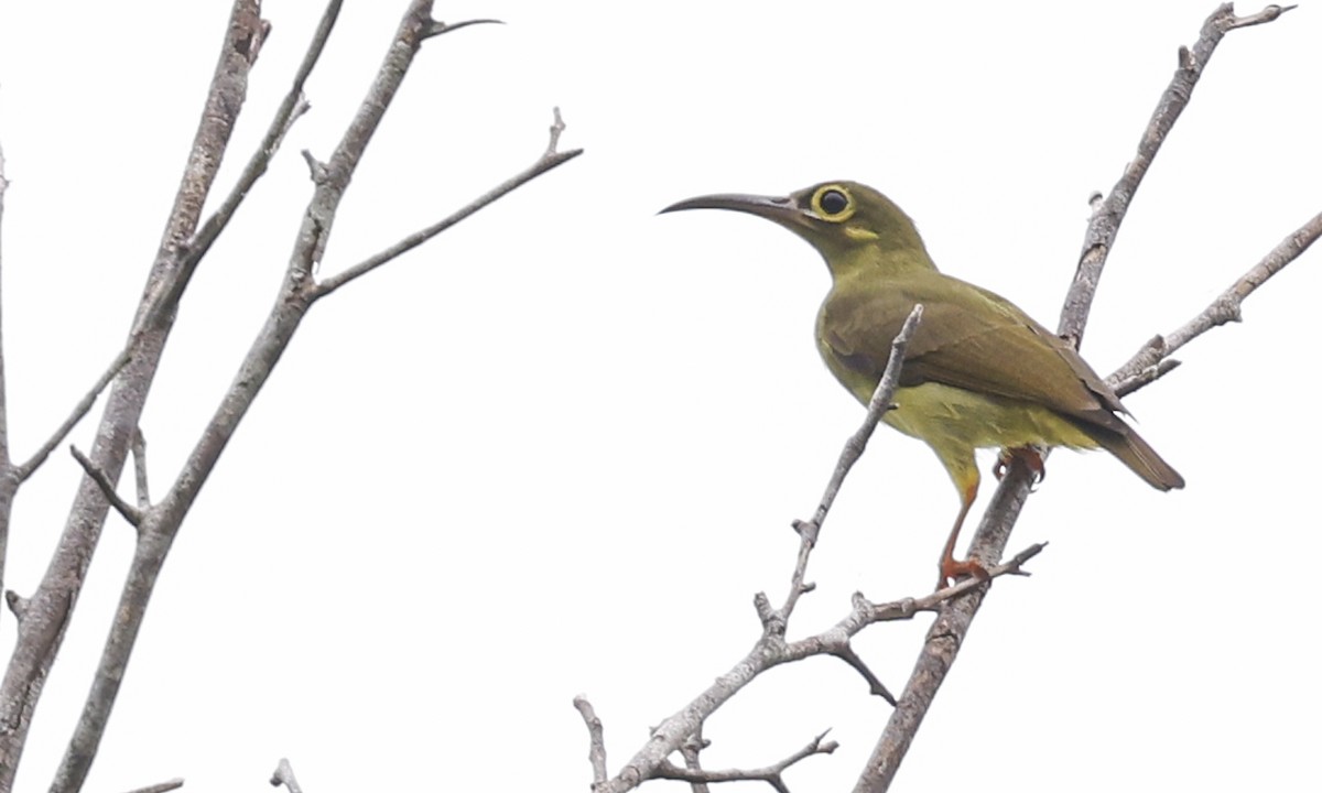 Spectacled Spiderhunter - ML622188096