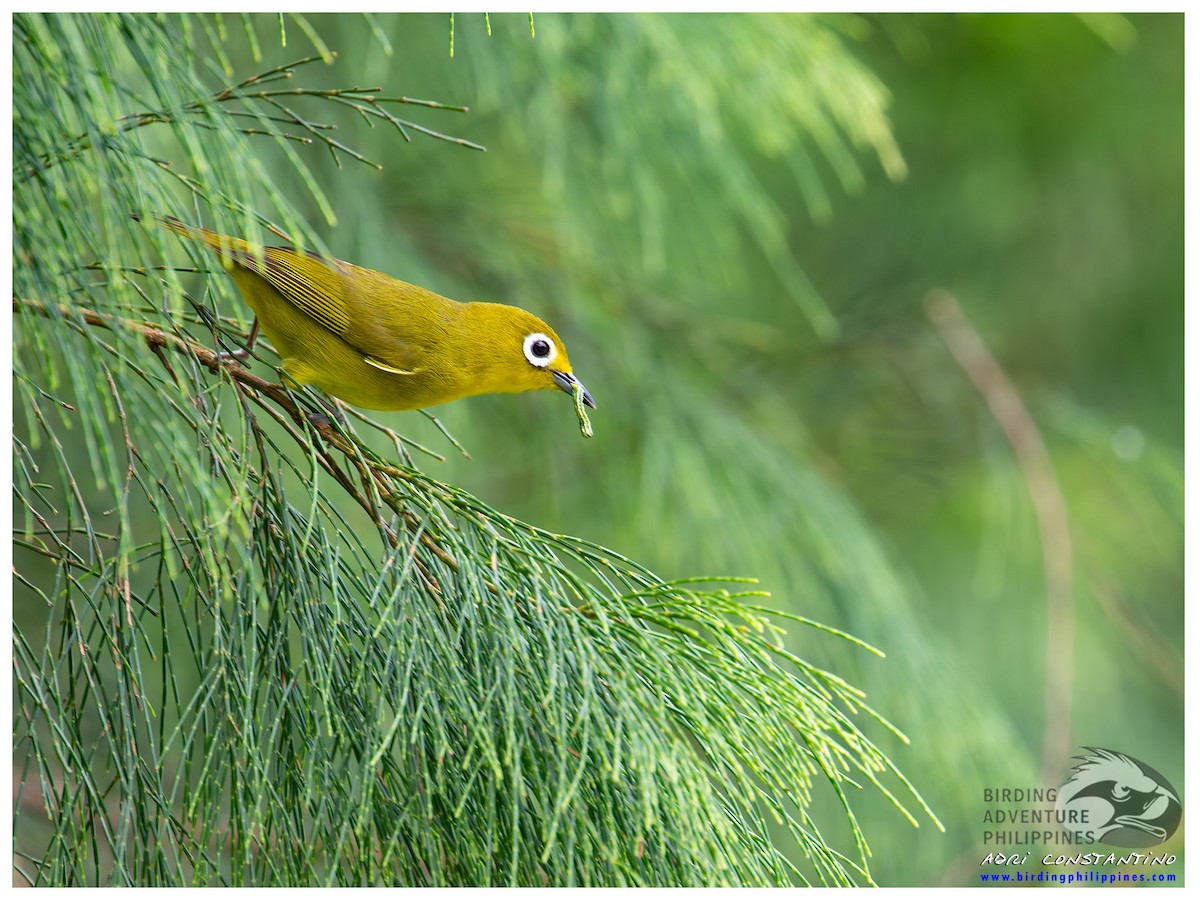 Yellowish White-eye - ML622188099