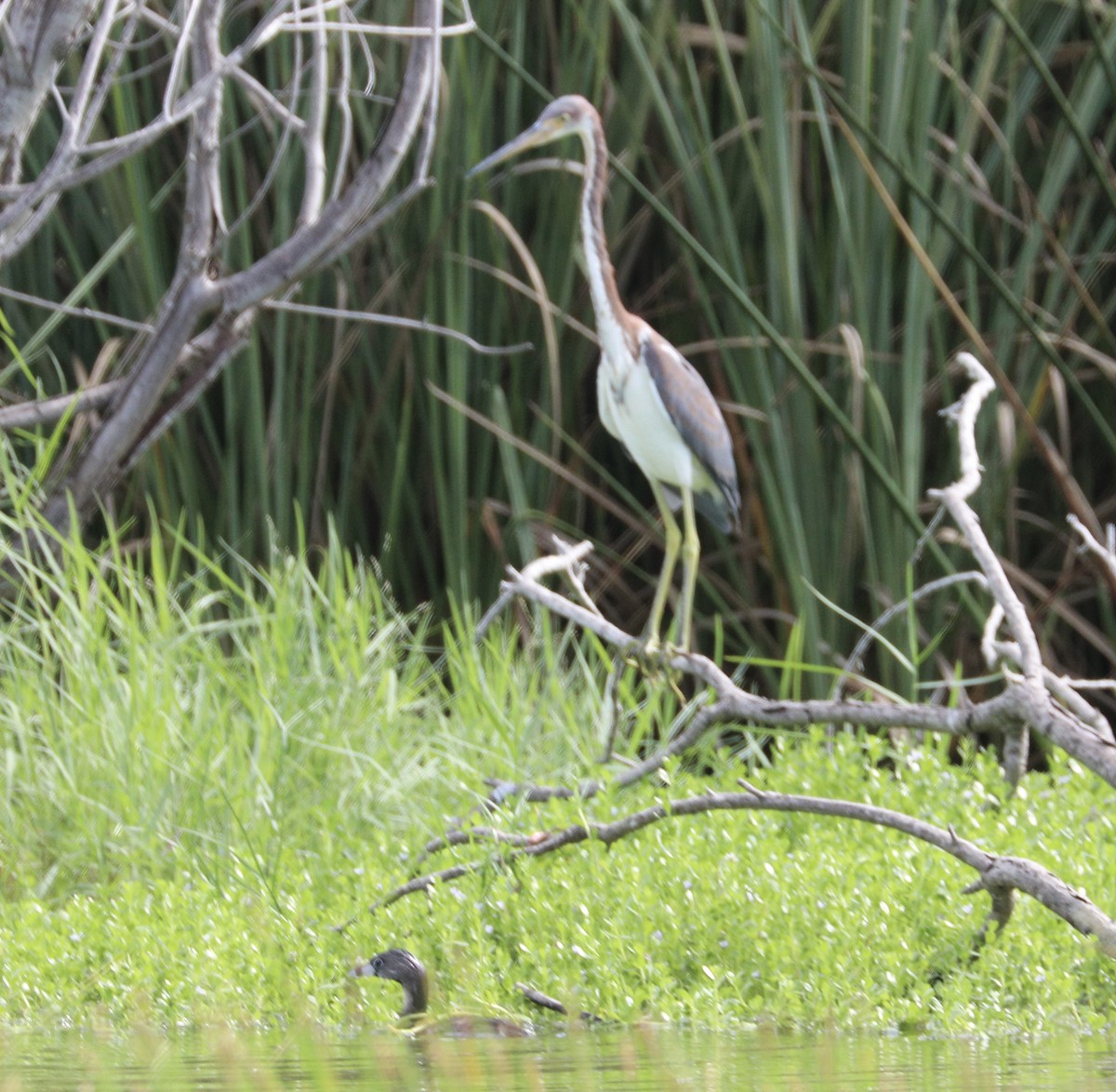 Tricolored Heron - ML622188115