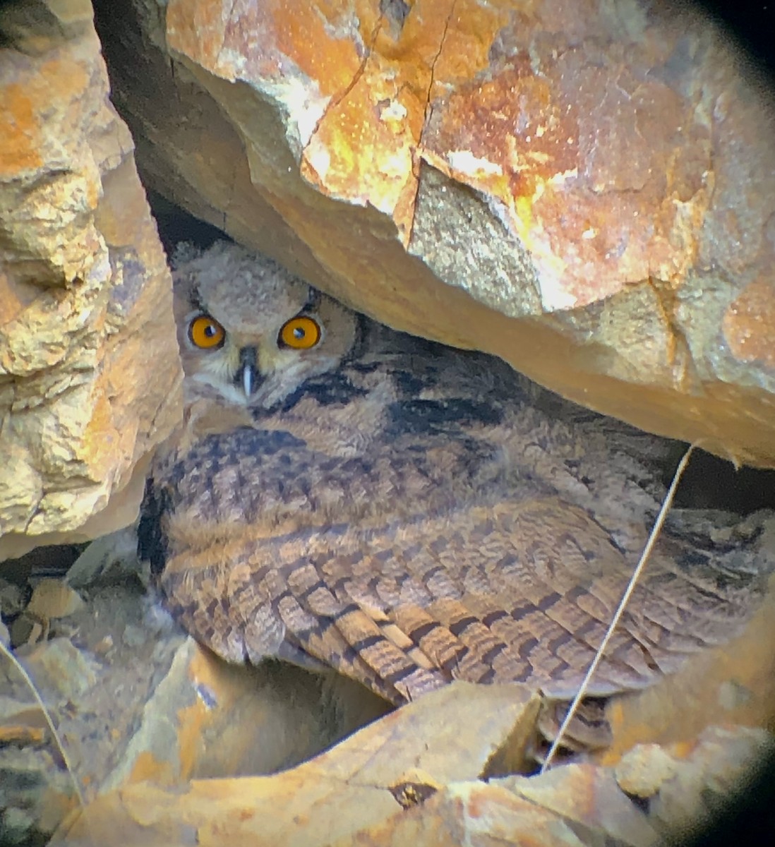 Eurasian Eagle-Owl - ML622188117