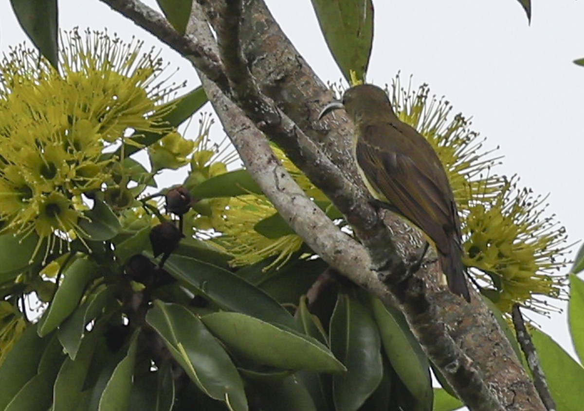 Thick-billed Spiderhunter - ML622188123