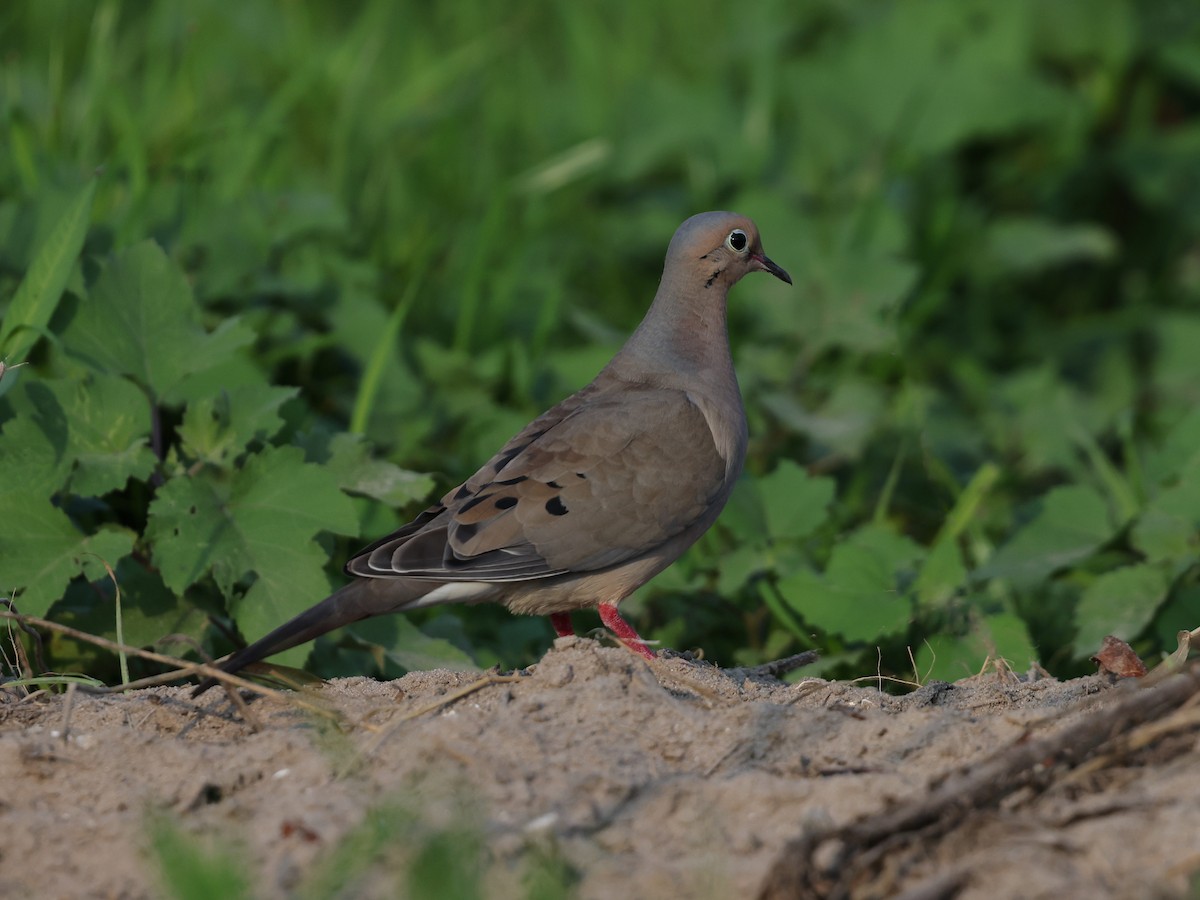 Mourning Dove - Braden Ribbens