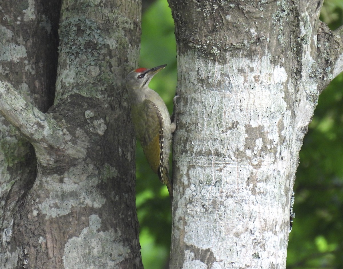 Gray-headed Woodpecker - ML622188256