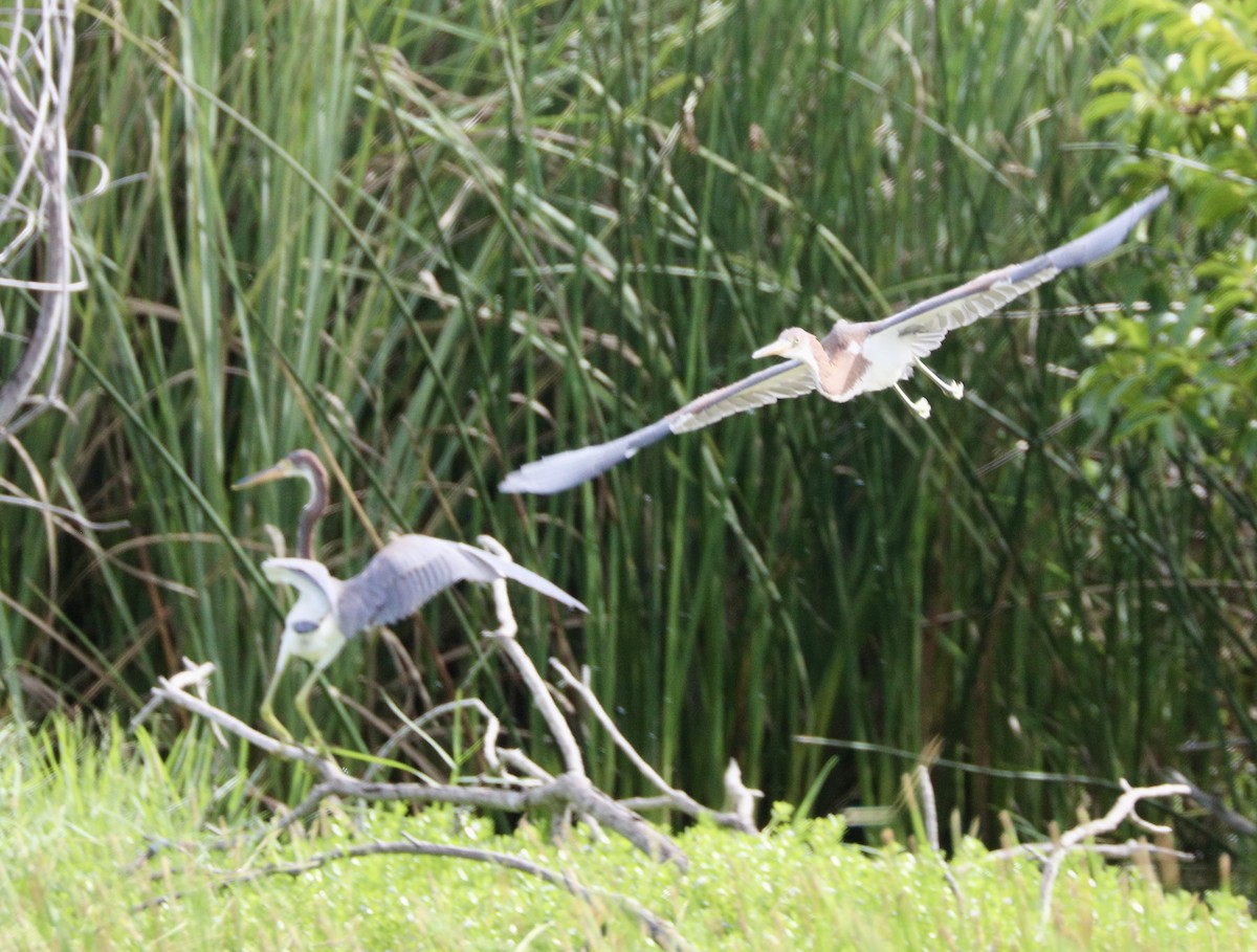 Tricolored Heron - ML622188301