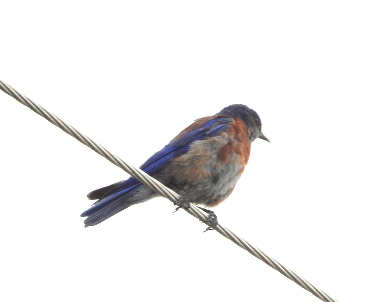 Western Bluebird - Marsha Walling