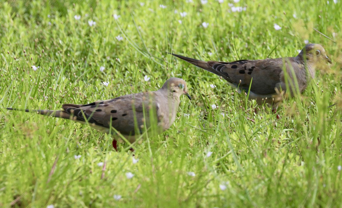 Mourning Dove - Randy Bumbury