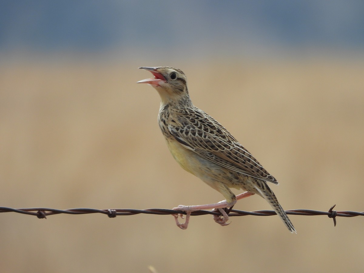 Western Meadowlark - Marsha Walling