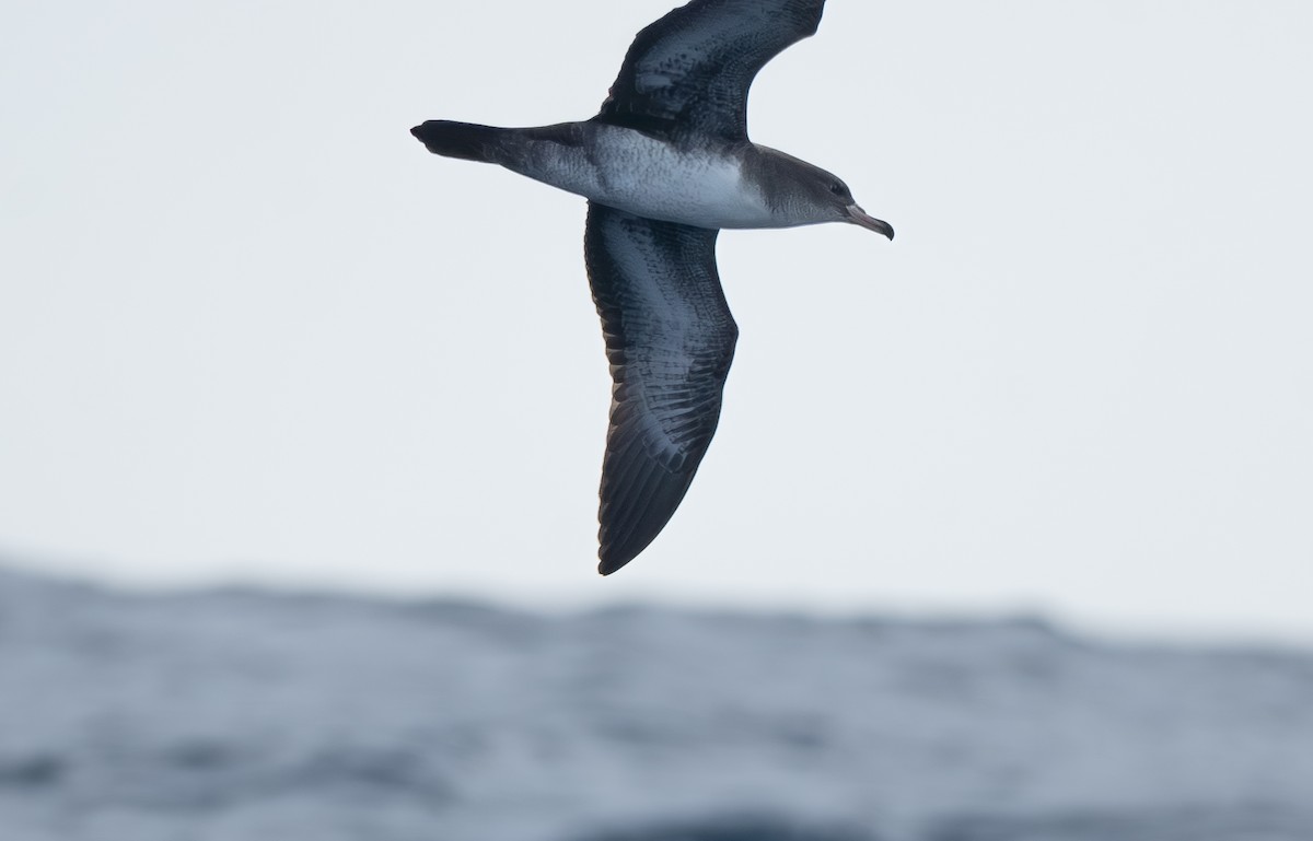 Pink-footed Shearwater - ML622188401