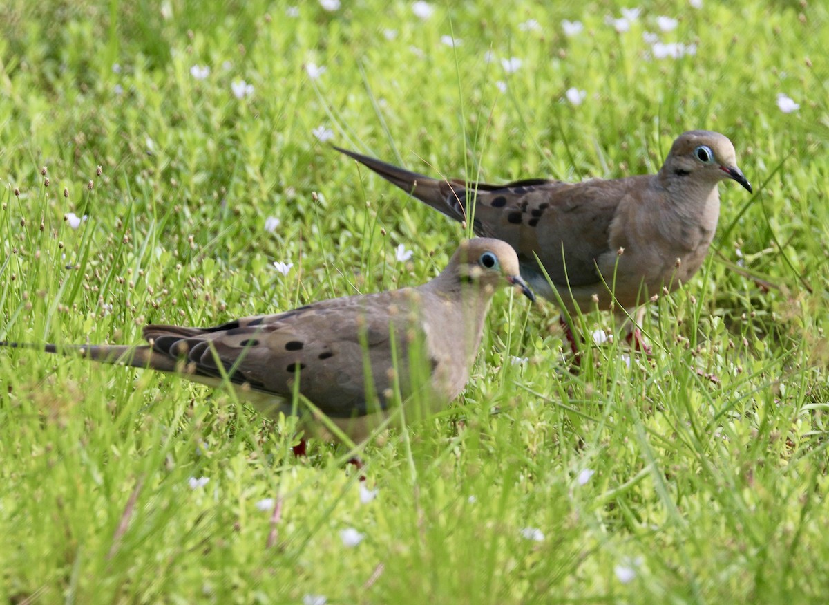 Mourning Dove - ML622188408