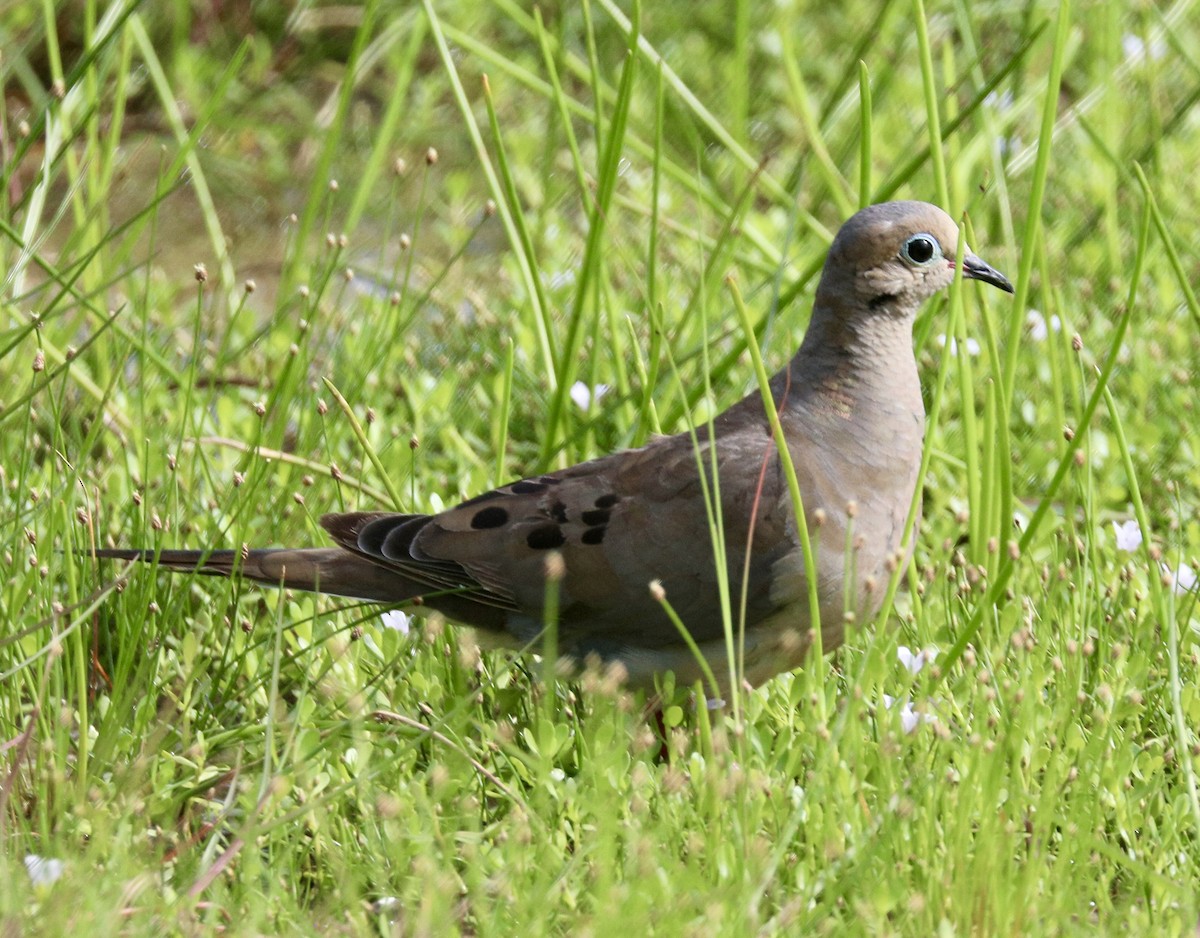 Mourning Dove - ML622188455