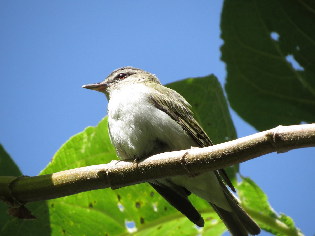 Rotaugenvireo - ML622188495