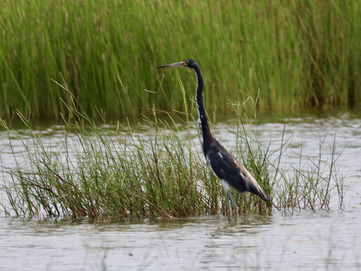 Tricolored Heron - ML622188506