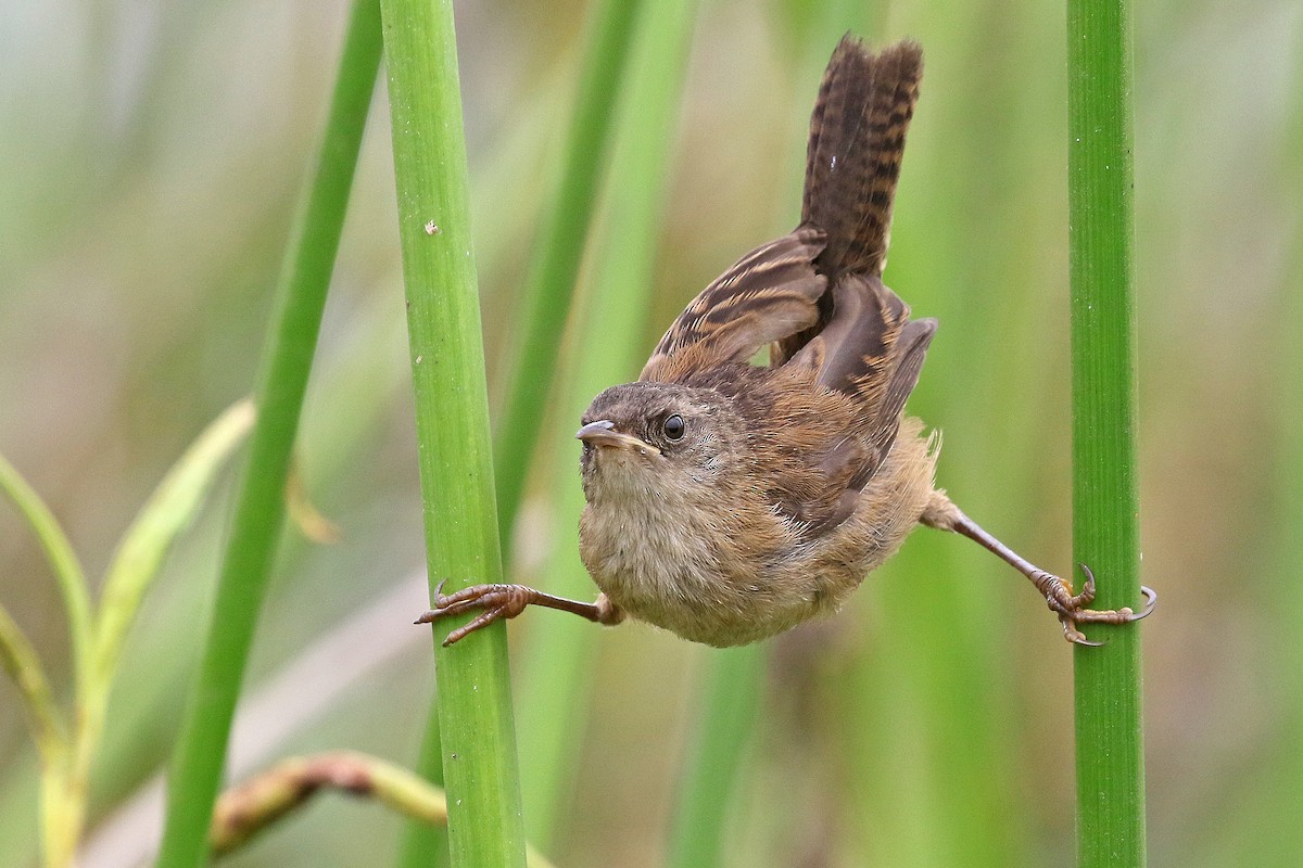 Marsh Wren - ML622188507