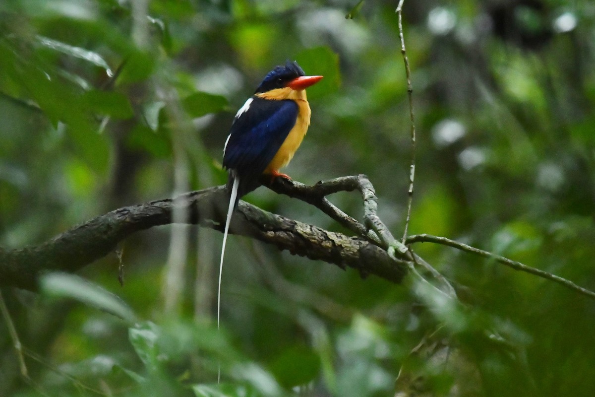 Buff-breasted Paradise-Kingfisher - Qin Huang