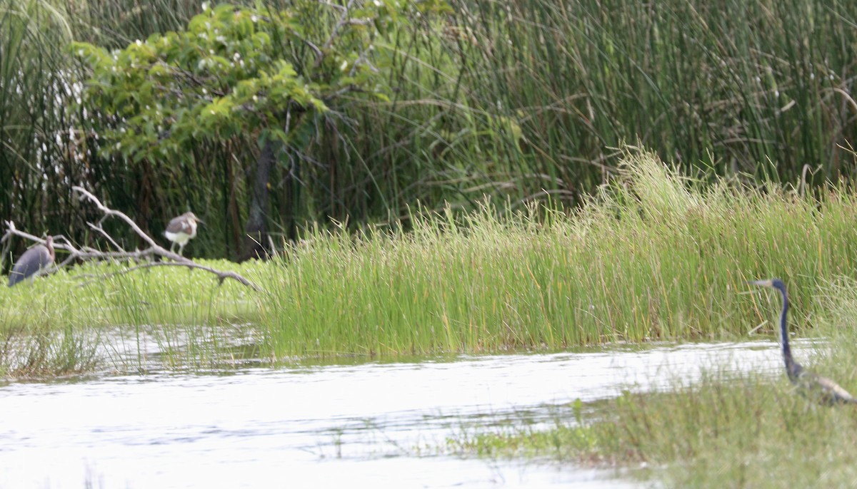 Tricolored Heron - ML622188556