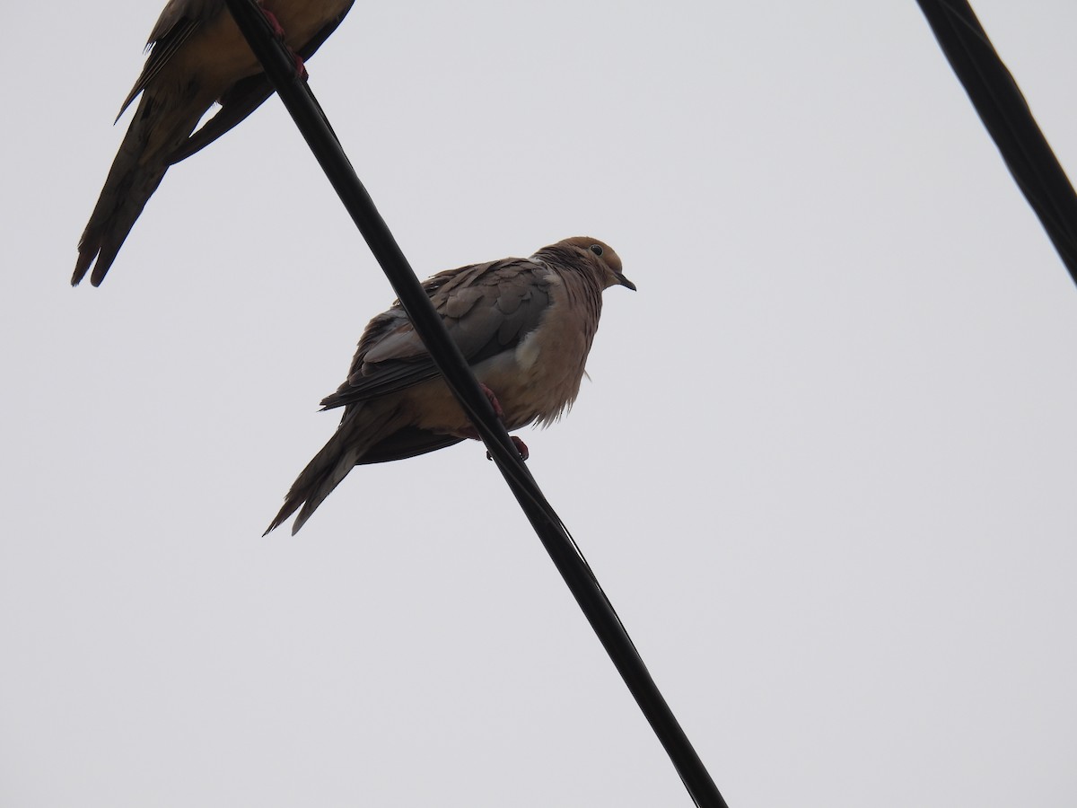 Mourning Dove - ML622188597