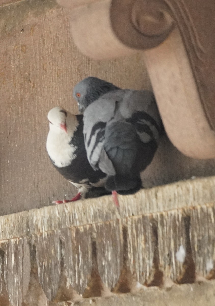 Rock Pigeon (Feral Pigeon) - Prashant A