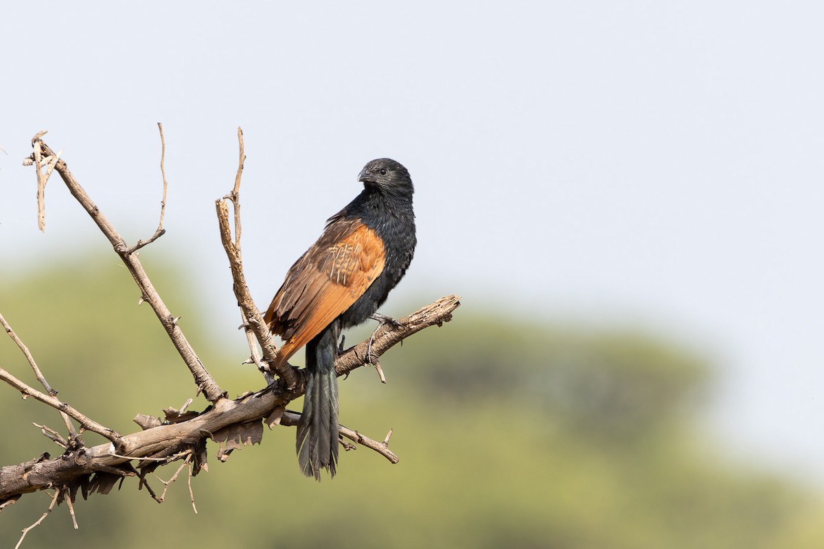 Black Coucal - ML622188679