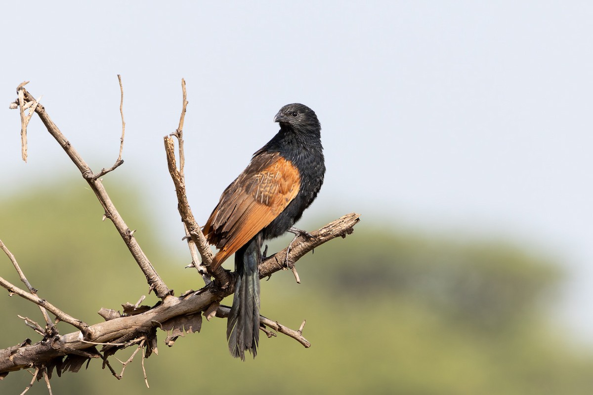 Black Coucal - ML622188680