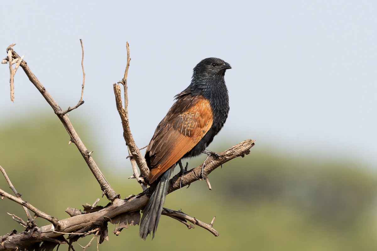 Black Coucal - ML622188681