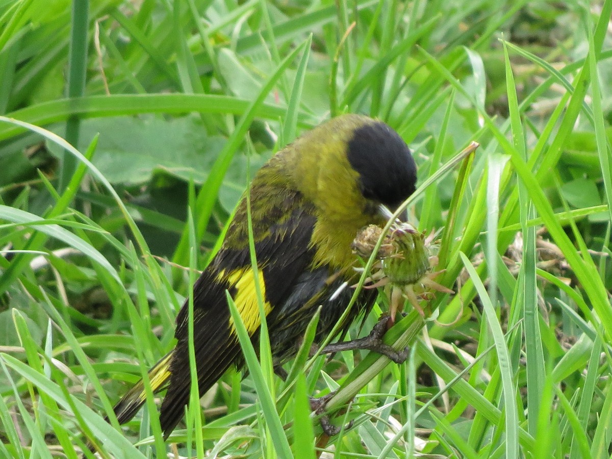 Andean Siskin - ML622188773