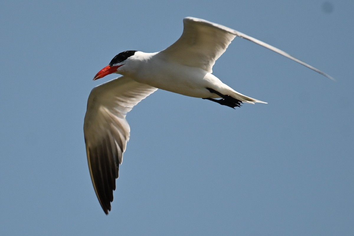 Caspian Tern - ML622188805