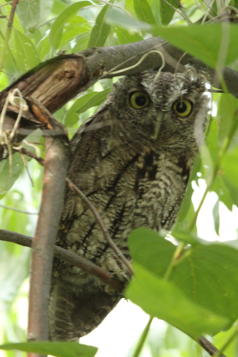 Western Screech-Owl - ML622188809