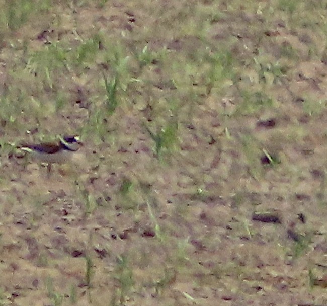 Semipalmated Plover - ML622188823