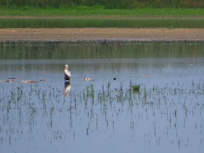American White Pelican - ML622188831