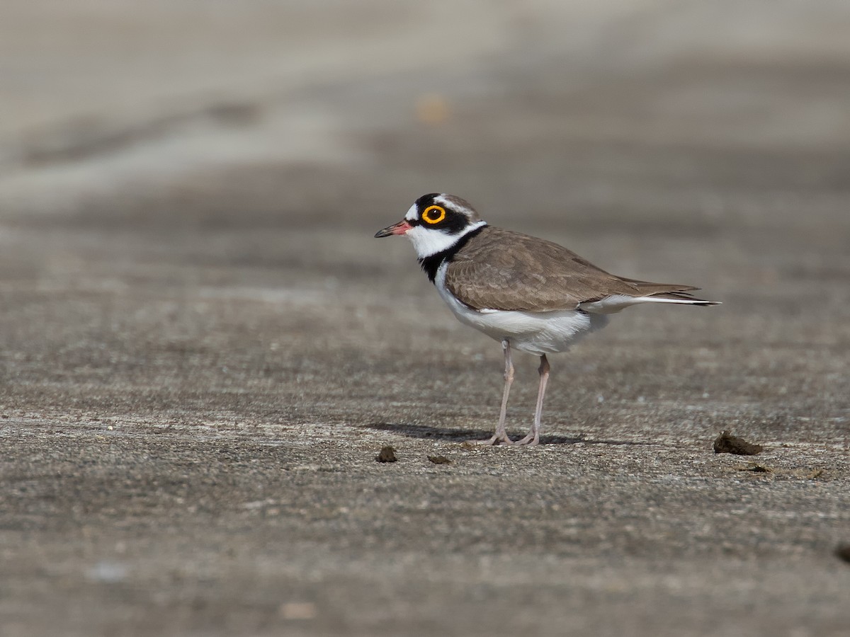 Little Ringed Plover - ML622188862