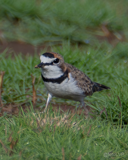 Collared Plover - ML622188864