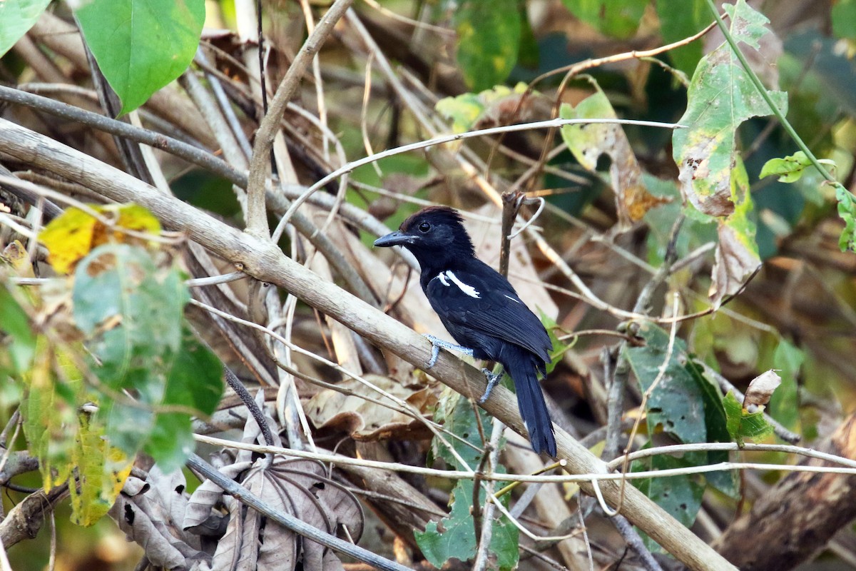 Glossy Antshrike - ML622188865