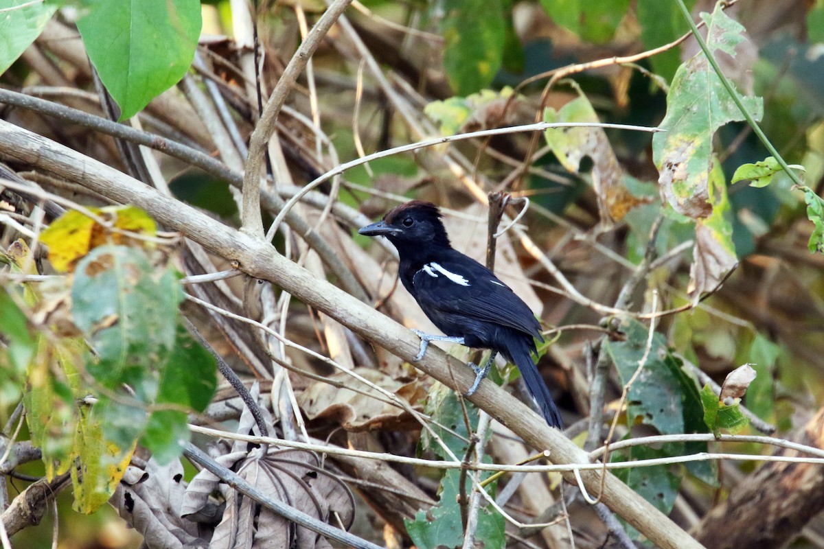 Glossy Antshrike - David Lang