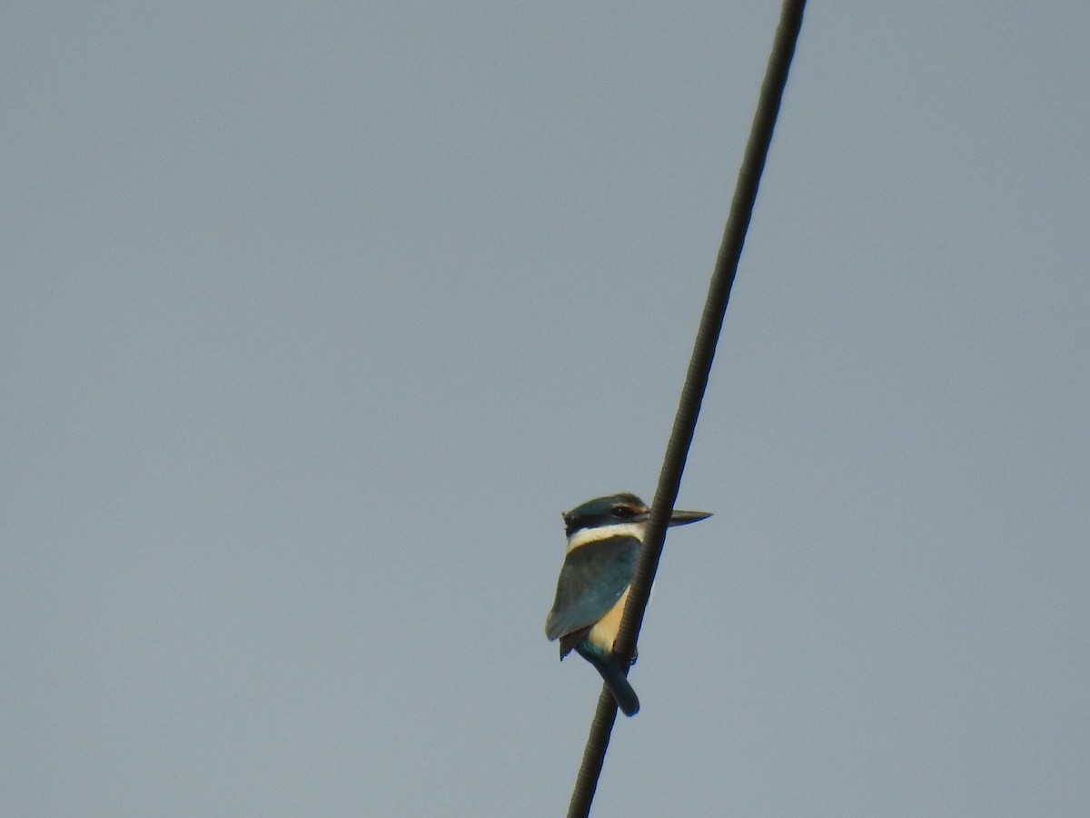 Sacred Kingfisher - Monica Mesch