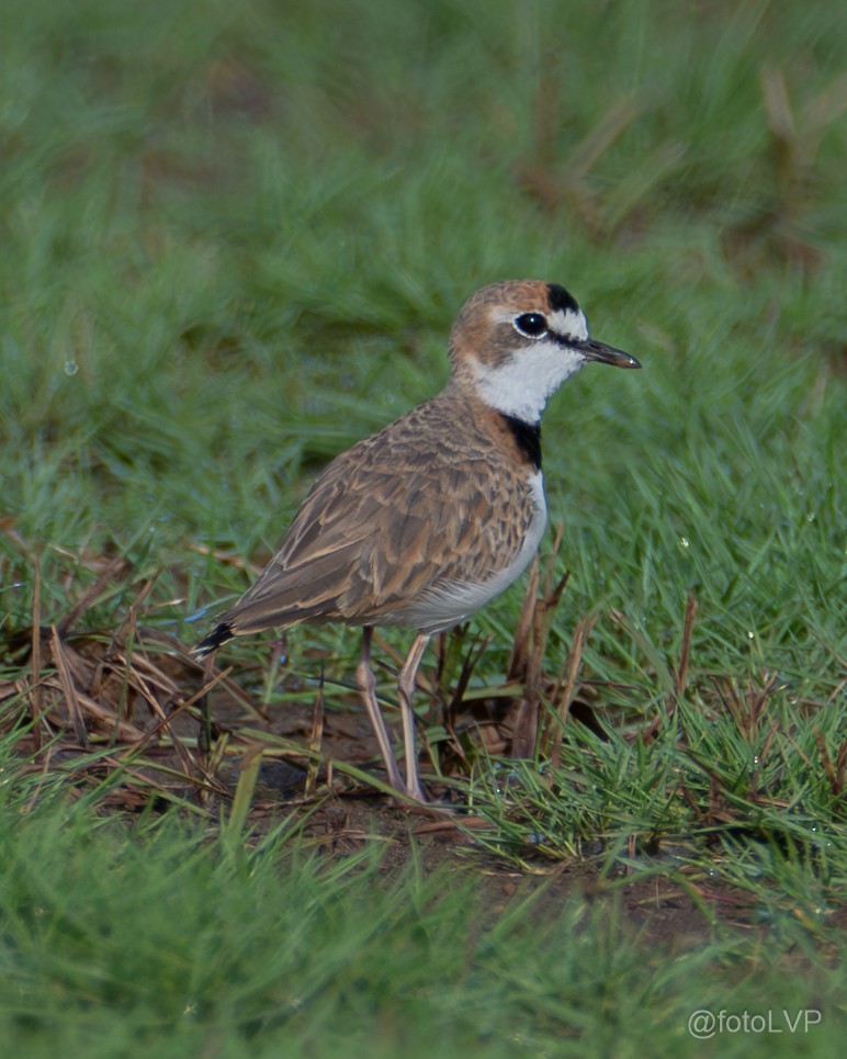 Collared Plover - ML622188869