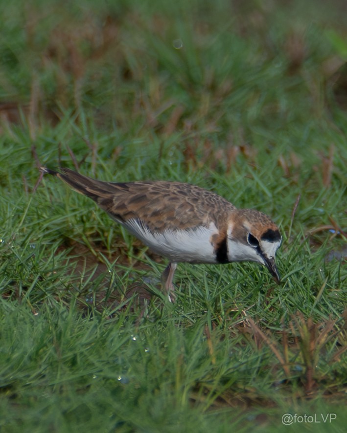 Collared Plover - ML622188870
