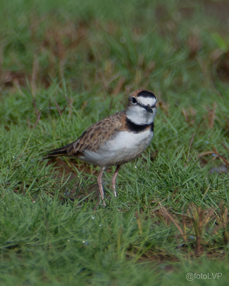 Collared Plover - ML622188873