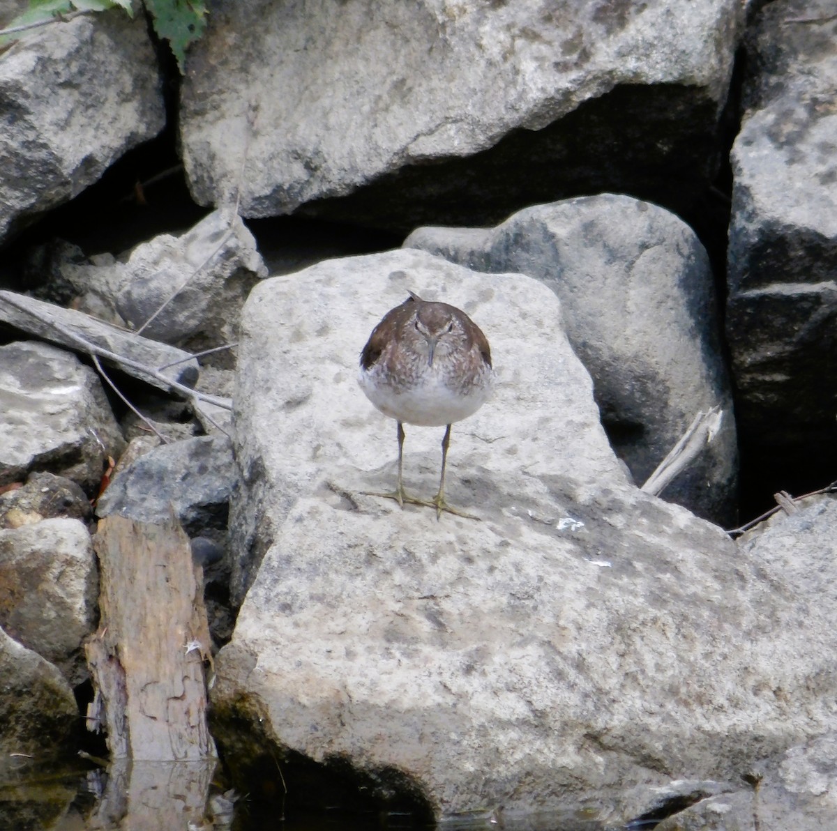 Solitary Sandpiper - ML622188879