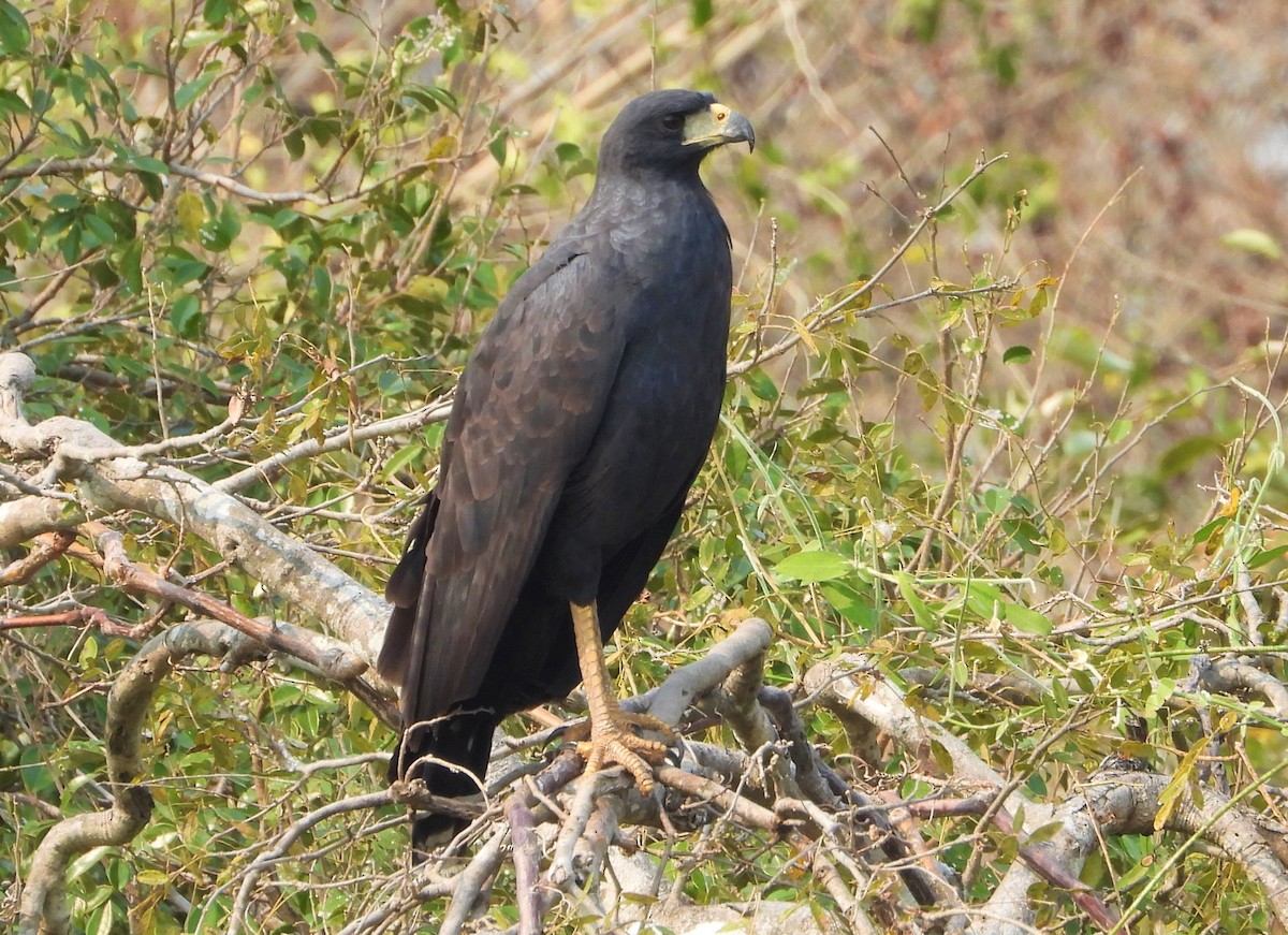 Great Black Hawk - ML622188880