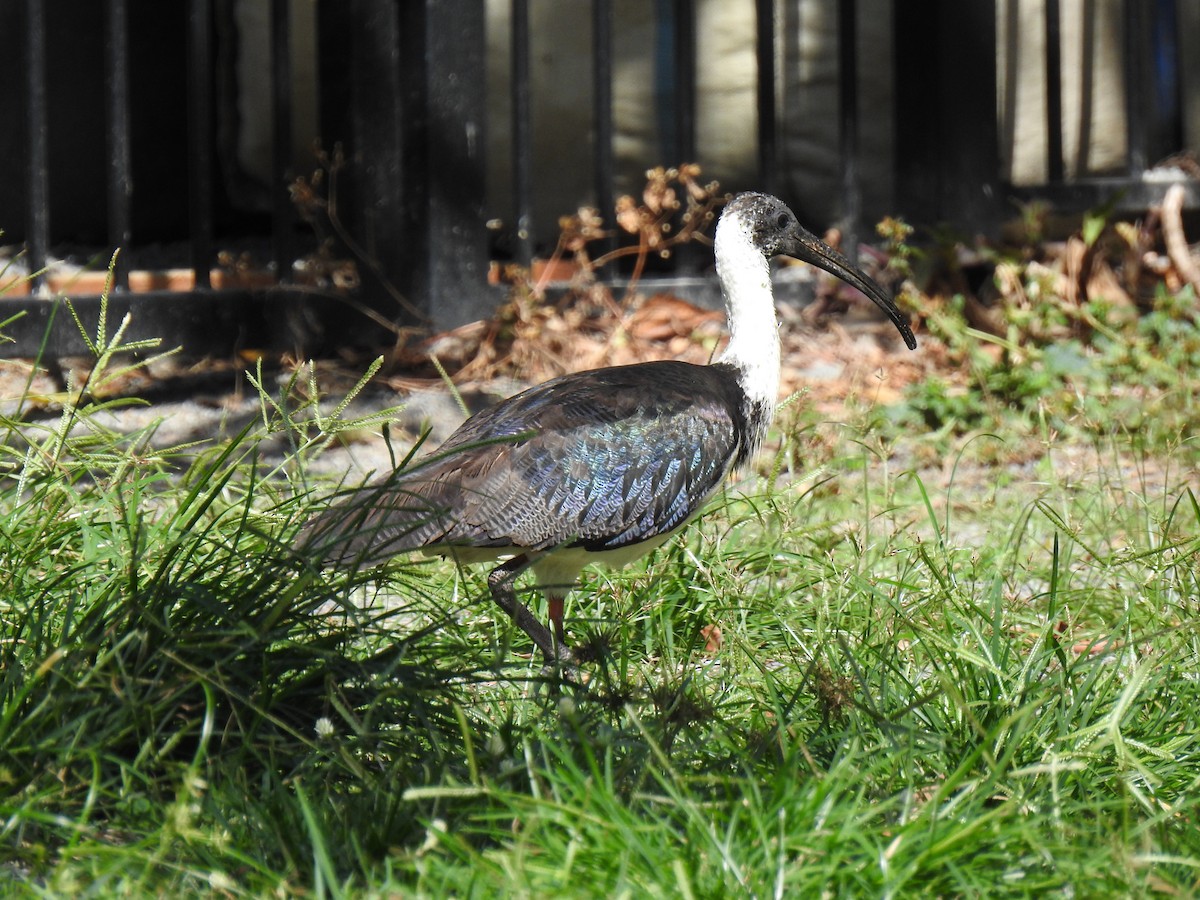 Straw-necked Ibis - ML622188882