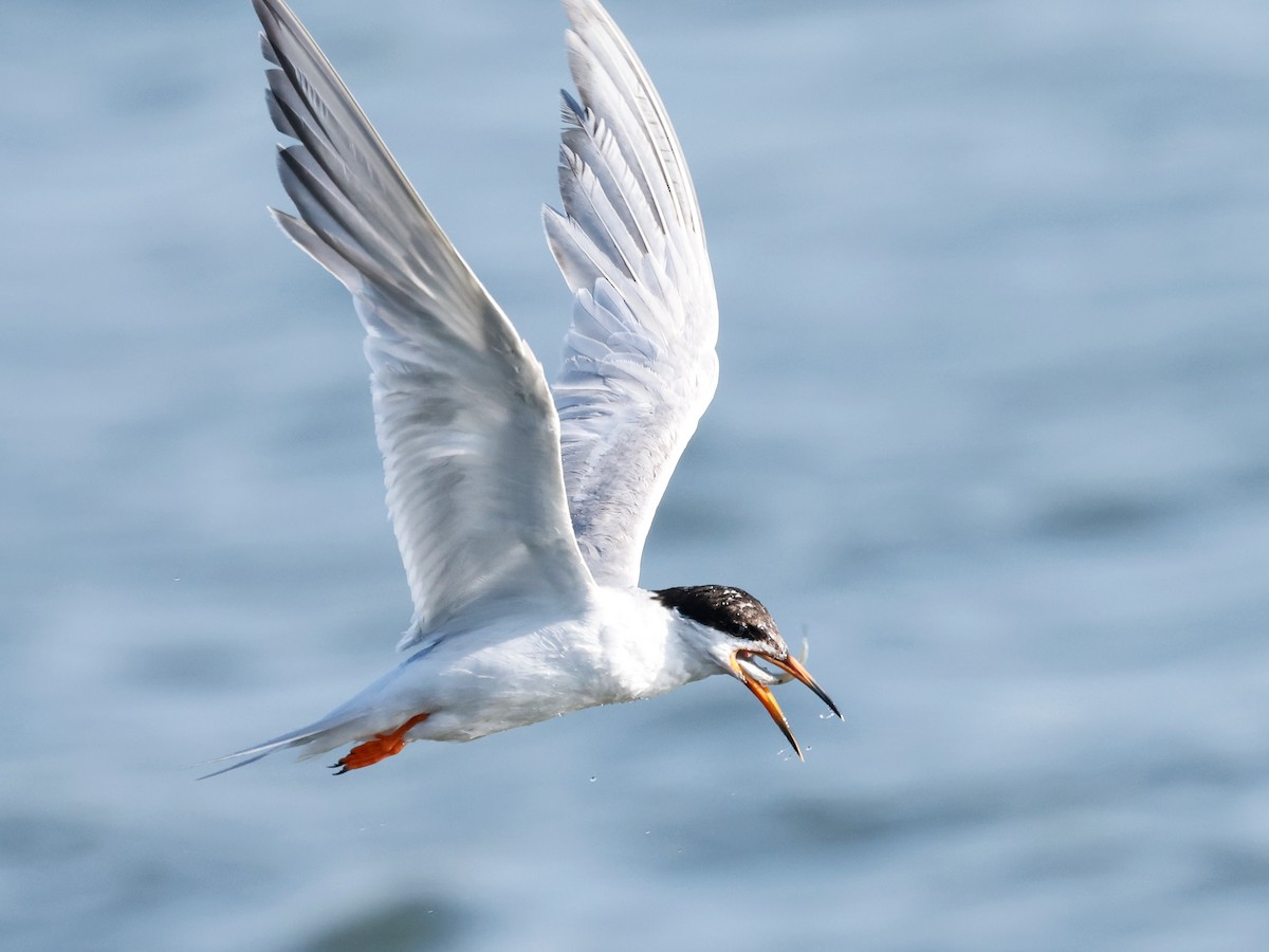 Forster's Tern - ML622188883