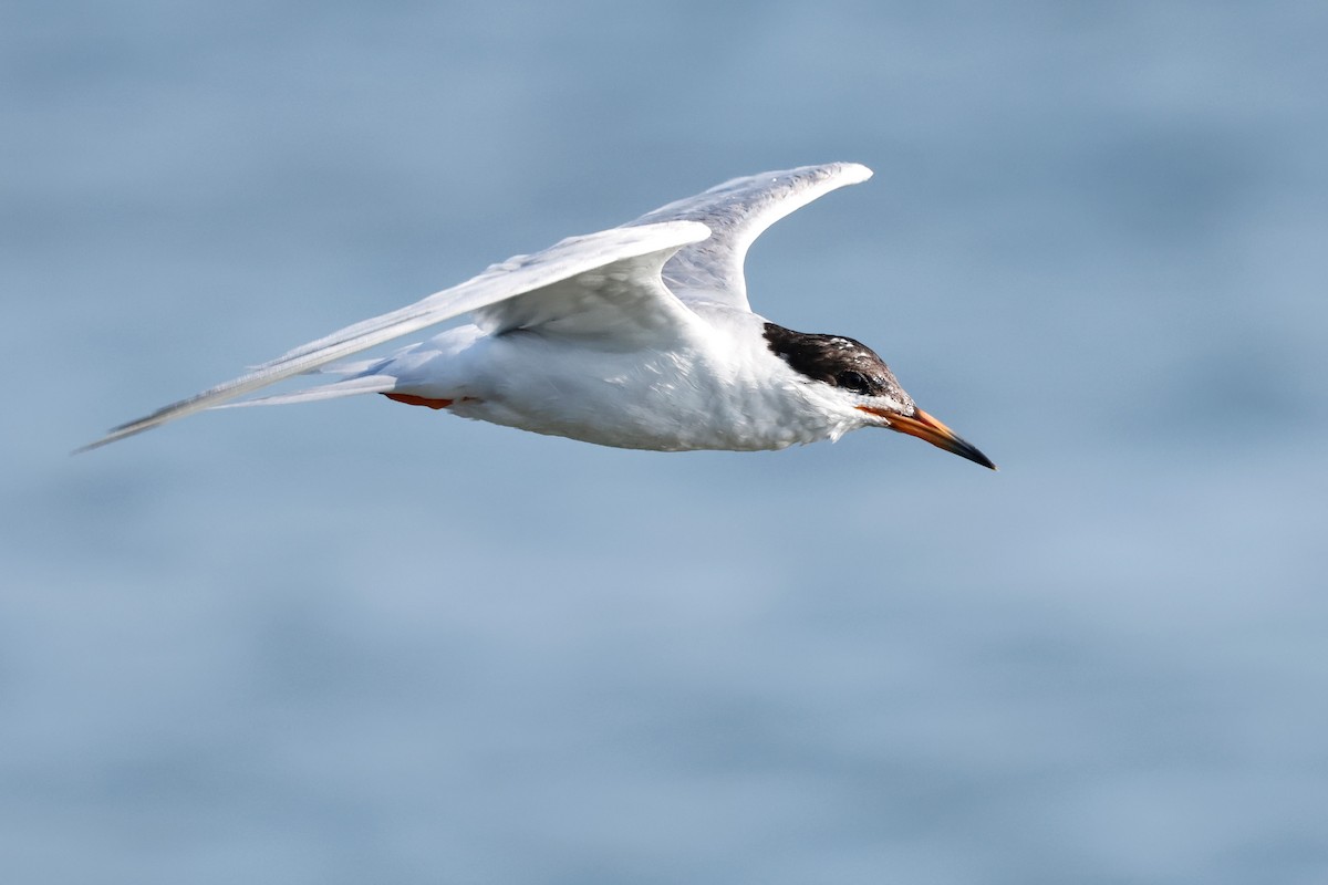 Forster's Tern - ML622188885