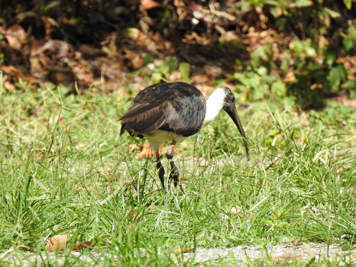 Straw-necked Ibis - ML622188886