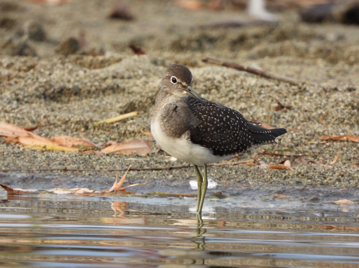 Solitary Sandpiper - ML622188887