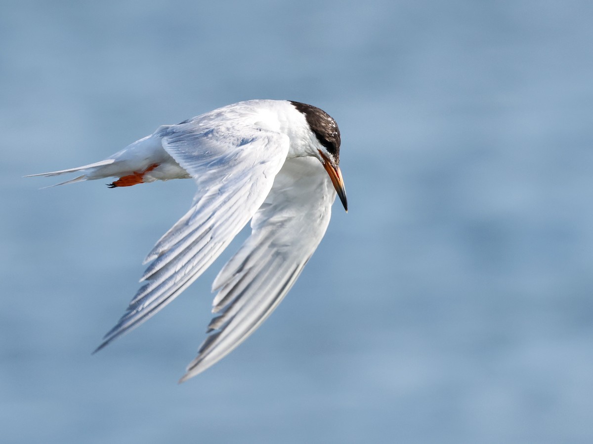 Forster's Tern - ML622188888